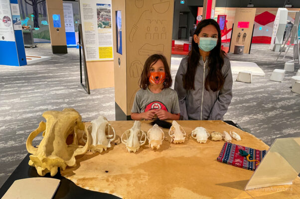 Two kids standing with the Sudbury Science North Indigenous Ingenuity mammal skull exhibit