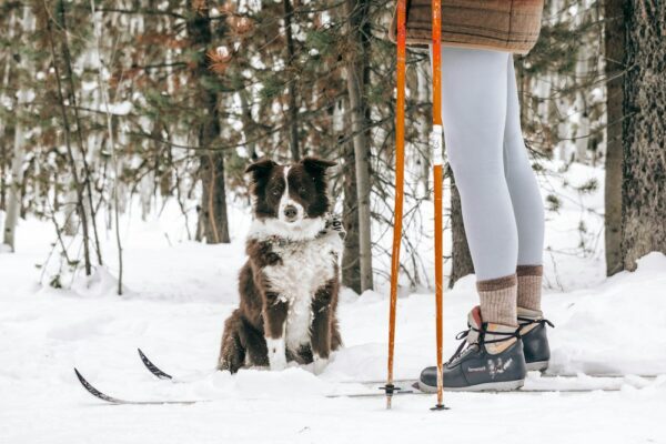 Cross Country Ski with dog